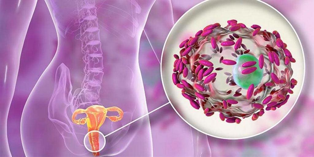 Los lactobacilos: las bacterias que te protegen de infecciones vaginales - Zenzsual 