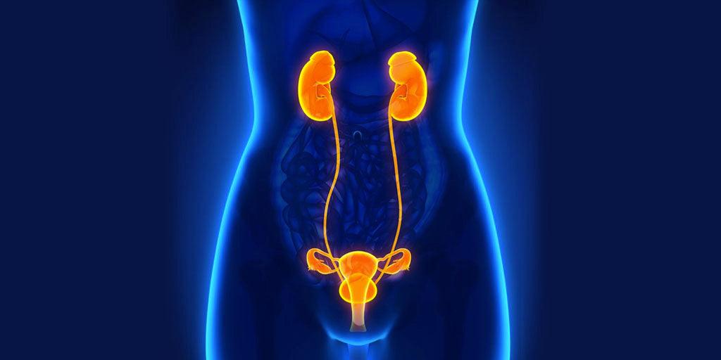 Consejos para cuidar tu sistema urinario y evitar infecciones - Zenzsual 