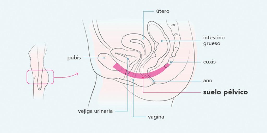 Lo que toda mujer debe saber sobre el suelo pélvico - Zenzsual 