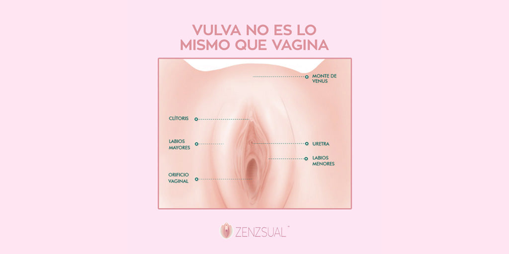 la vulva no es vagina